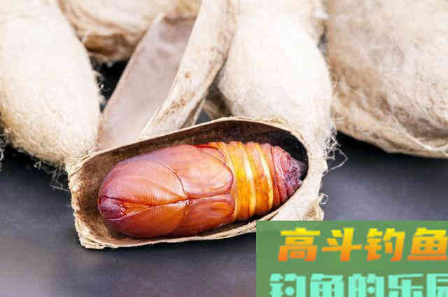 蚕蛹诱鱼能力可媲美红虫，详解一物多用的钓饵