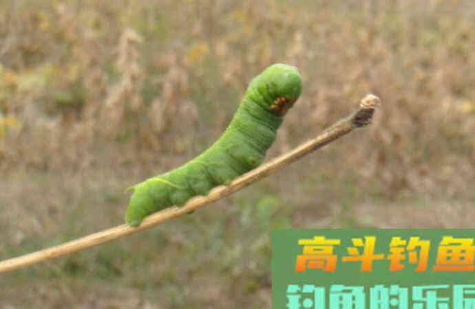 传统钓用饵技巧，新手也容易上手