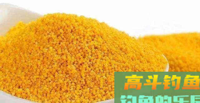 在家自制的钓鲫鱼香米，打窝效果一样很不错