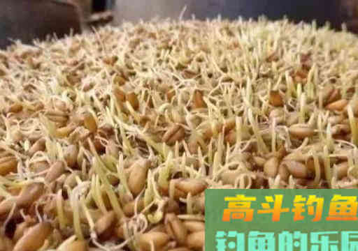 钓鲤鱼不用花钱买饵料，这三样东西几乎零成本
