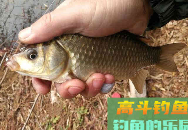 冬季的鲫鱼的钓饵教学，钓获10多斤野生大板鲫鱼