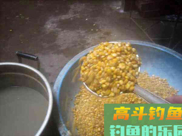 如何制作玉米粒钓饵？如何选点打窝与玉米粒使用技巧