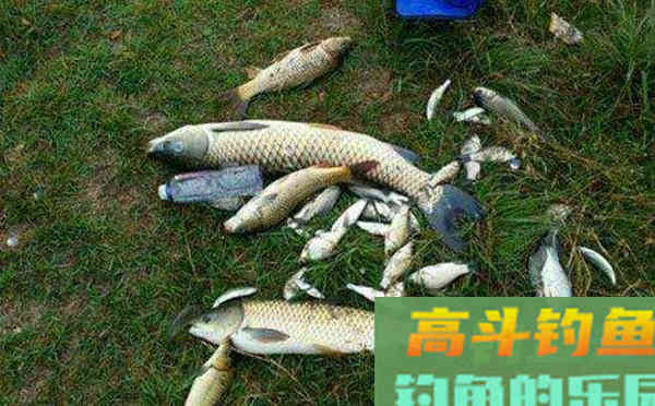 野钓自制窝料配方，外出野钓可以试试