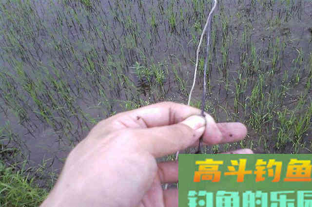 谁说蚯蚓钓鱼过时了！用对了照样爆护，分享4种用法