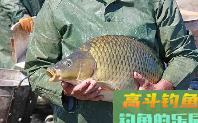 秋天钓鲤鱼的饵料，我最爱用这4种分享给你