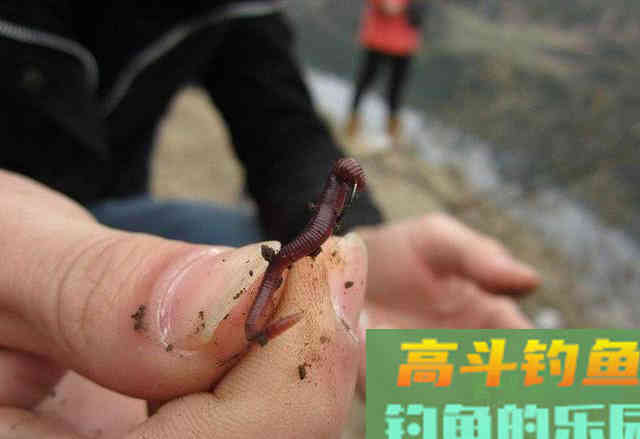 冷天钓鱼别只单挂蚯蚓红虫，多一个小步骤事半功倍