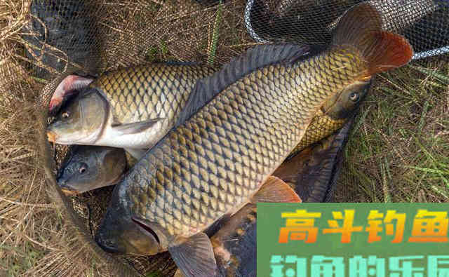 掌握这几步，用商品饵料加这些，轻松做出打窝料