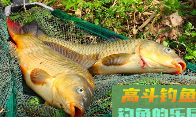 这款自制鲤鱼饵料，奉上制作全过程