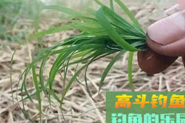 秋分后钓草鱼要常用这类草鱼饵