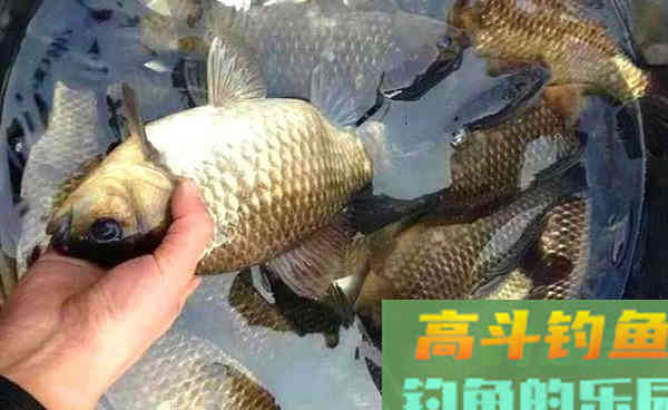 个人常用酒米配方，制作简单，四季通用