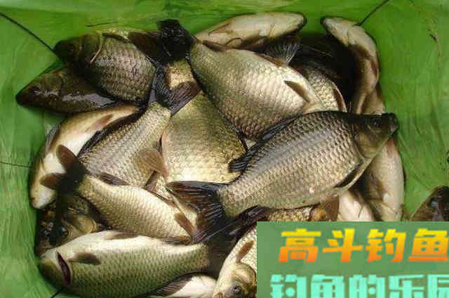 冬季野钓大鲫鱼时，可以代替钓鱼小药使用的一些辅料