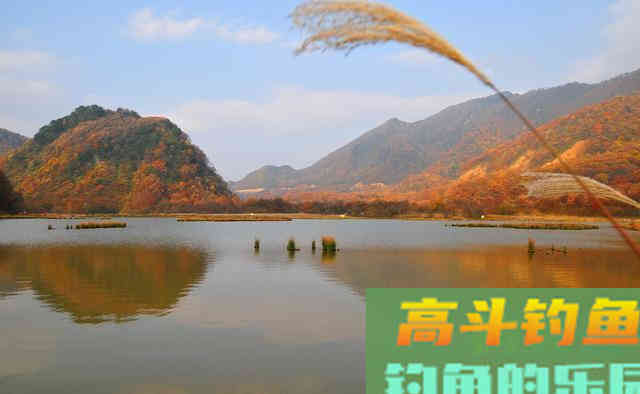 用鸡饲料钓鱼的一些技巧，垂钓诱鱼非它不可