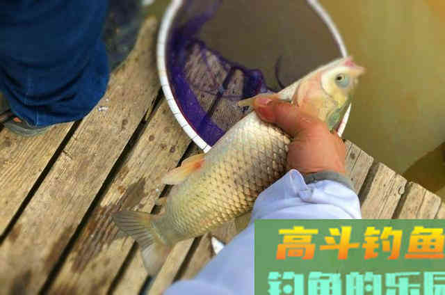 2种钓草鱼的打窝方法，与窝料投放方式