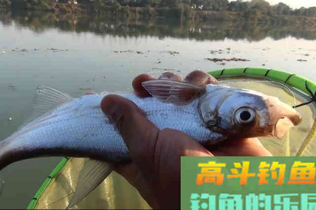 又到蚯蚓垂钓黄金季，鲜为人知的蚯蚓使用技巧分享