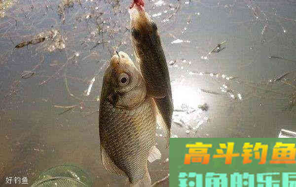 台钓用饵配饵基础，要注意这三个方面