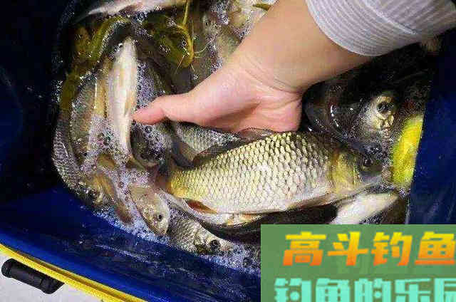 开饵时只要多加点它，大鲫鱼一遇就猛咬