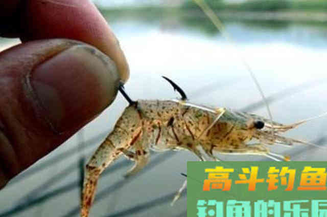 适合钓黄颡鱼的饵料，比蚯蚓效果不会差
