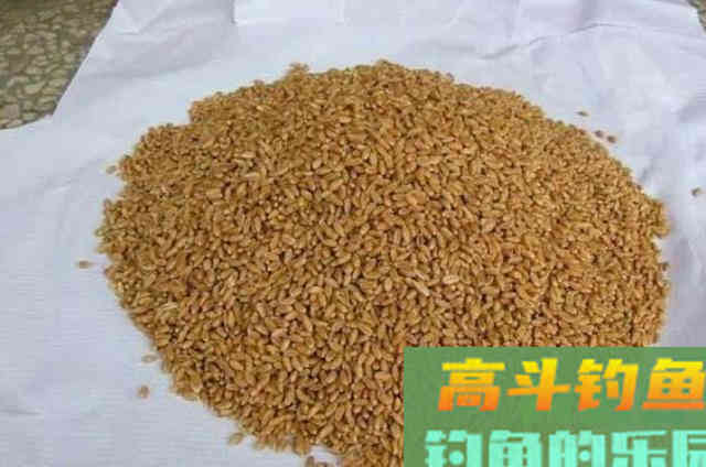 自制的红薯麦粒鲫鱼鲤鱼饵料，效果好上鱼块