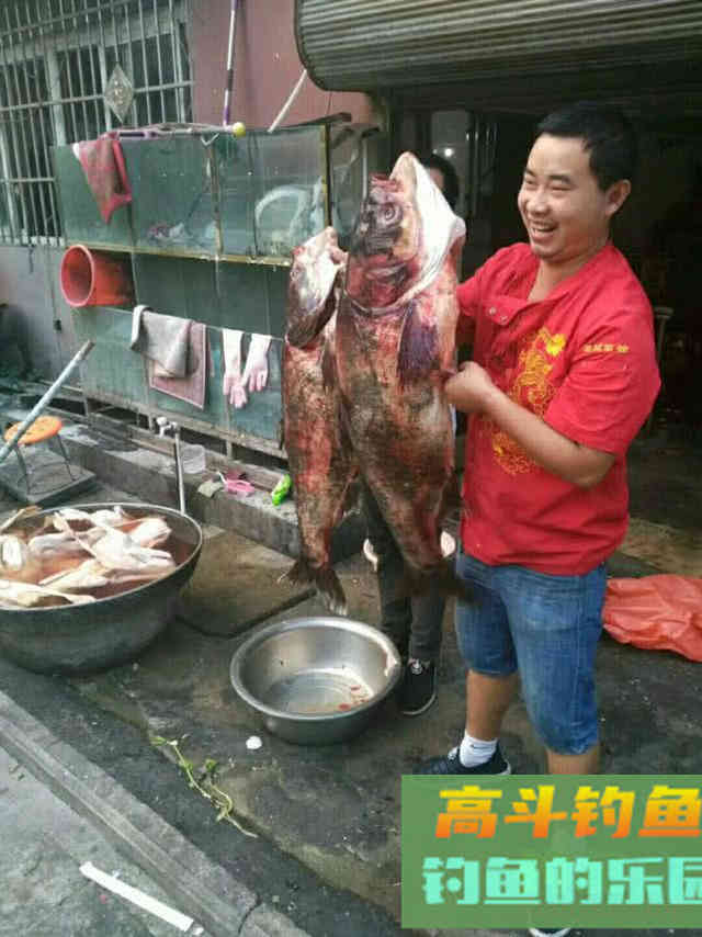 用自制饵料钓鲢鳙，这鱼一来一群，钓不散