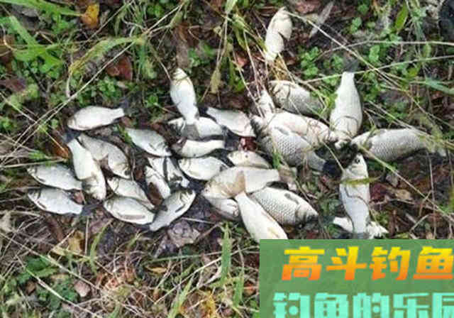 钓鱼酒米的正确作法，想学的别错过