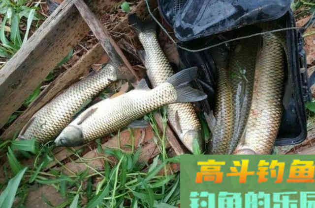 秋分后钓草鱼要常用这类草鱼饵