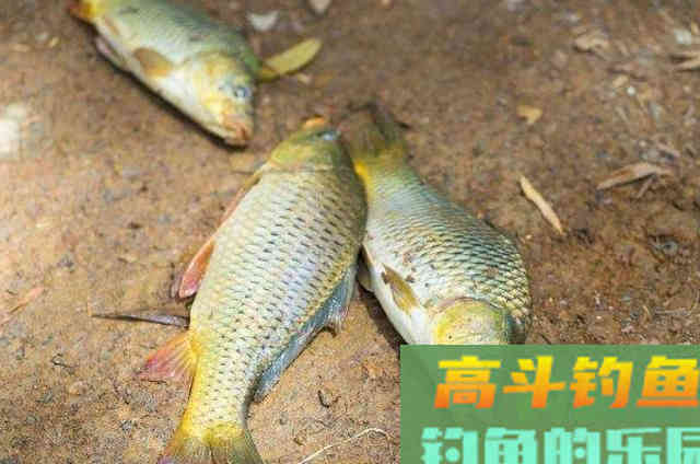 钓鱼用饵，加小药就是个坑？告诉你正确的打开方式