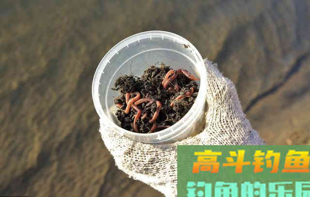 冬钓小鲫鱼，必用的三种饵料，你都用对了吗