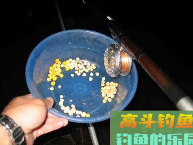 如何制作玉米粒钓饵？如何选点打窝与玉米粒使用技巧
