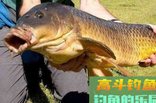 八月钓鲤鱼的凑效饵料，高手们都在用