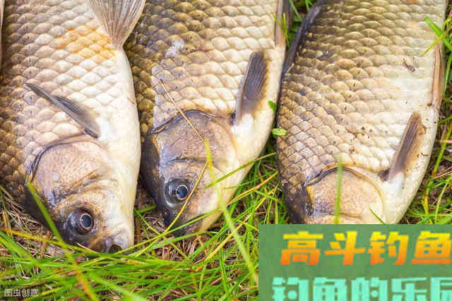 秋季如何才能有更好的鱼货，送上秋钓鲫鱼饵料配方