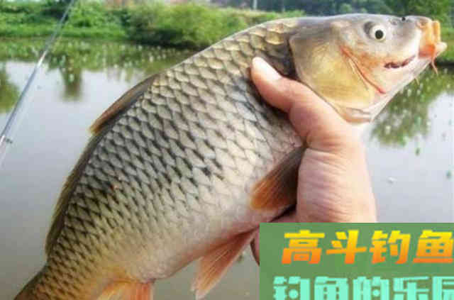 钓鱼用饵太烧钱？那是你不知这5种天然饵