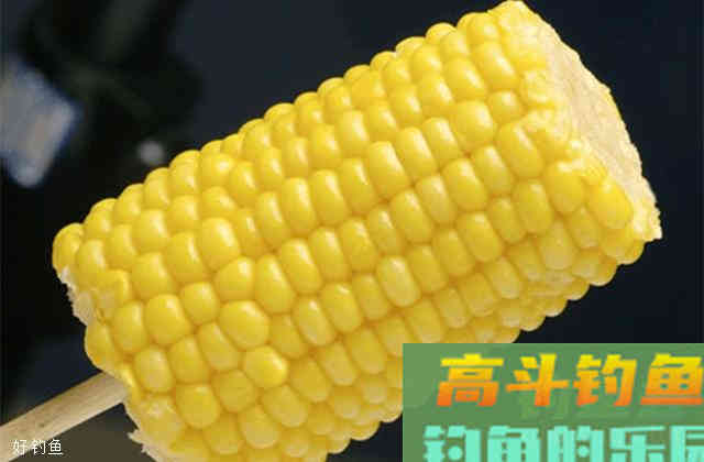 用玉米棒打窝钓鱼的方法及注意事项