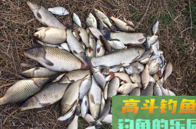 自制窝料诱鱼，钓获30多斤野生大鱼