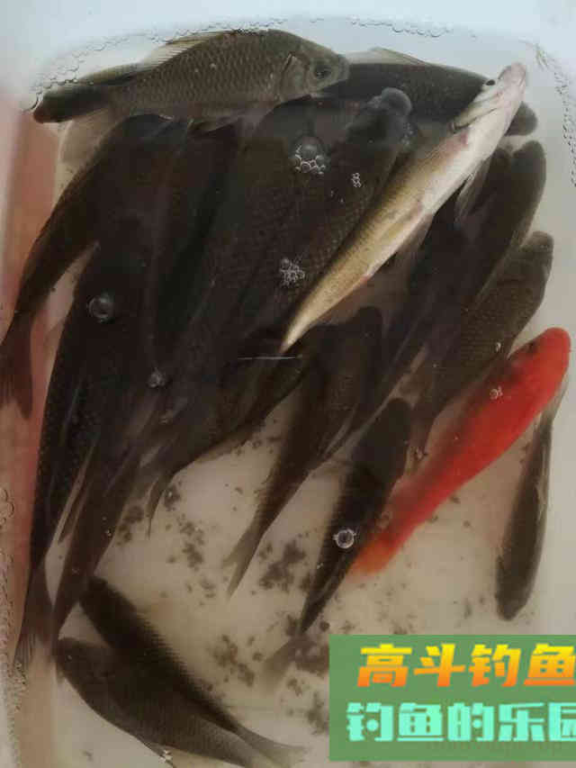 冬天钓鱼这几种添加剂效果好，不用买家里就有