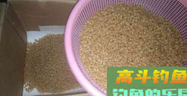 诱钓鲫鱼，小麦窝料制作教学，钓获十条鲫鱼