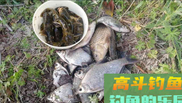 详解使用蚯蚓钓鱼有何优势及调漂方法