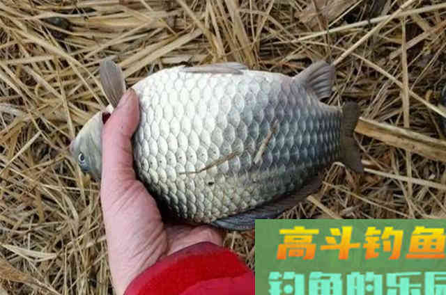 冬天用饵我只需熟记这十字诀，就是好用