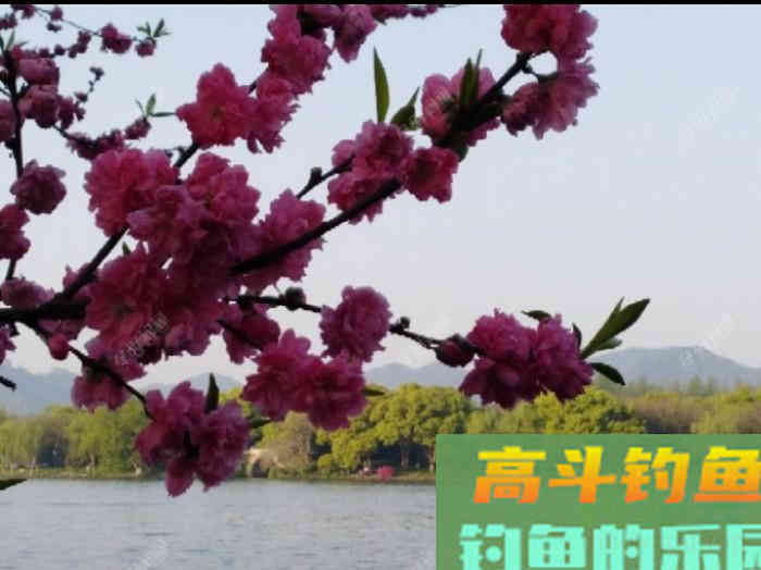 从打窝的种类与利弊，到材料的味型分析，教你打窝