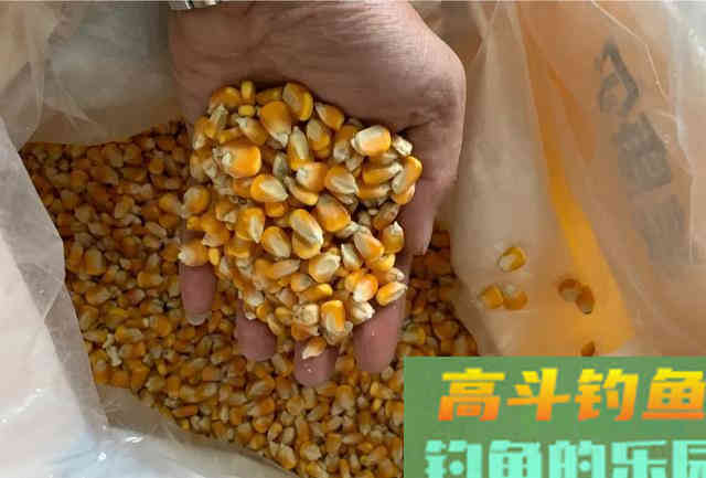 它被垂钓界公认的万能饵，玉米