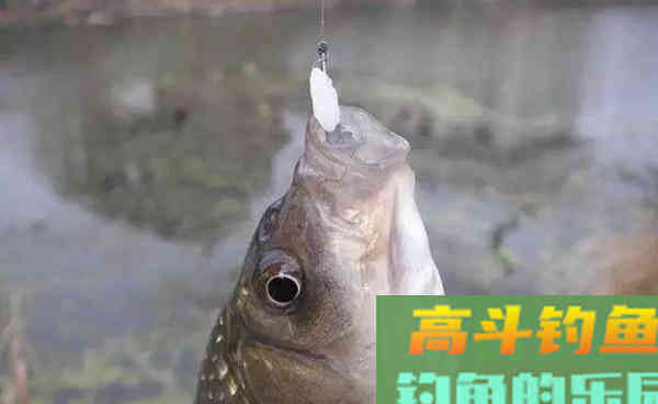 仲秋野钓大鲫鱼的神奇饵料，小鱼不沾，只钓大鲫