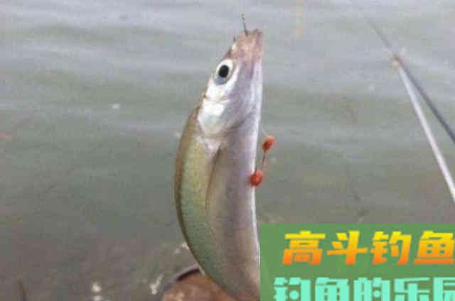 5大公认的特效饵，比商品饵好用得多