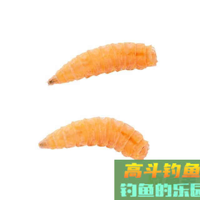 恶心的蛆虫，你是否拿它钓过鱼，虽恶心但用来钓鱼好