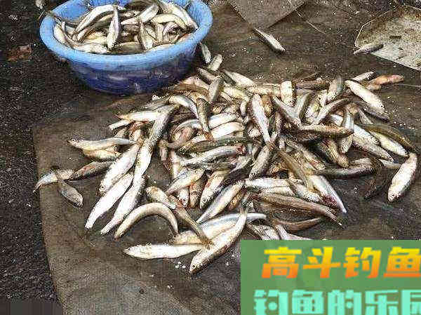 别小看腥味饵，用得好，大鱼进窝不是难事
