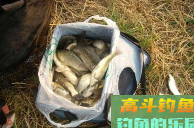 自从我有了这高效鲫鱼饵，商品小药都得靠边站