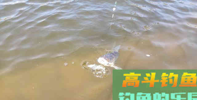 鲢鳙饵料，不仅是味型的不同，开制和应用中还另有篇章