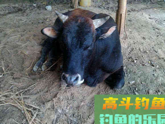 要想钓得多，必得先打窝，教你打什么窝，怎么打