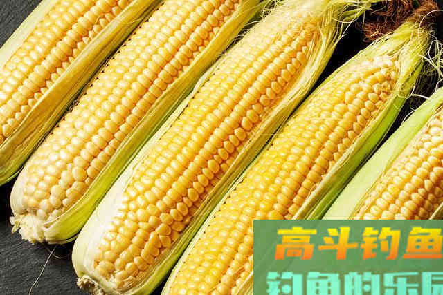 玉米是钓大鱼利器，这些才是利用玉米钓大鱼的正确方法