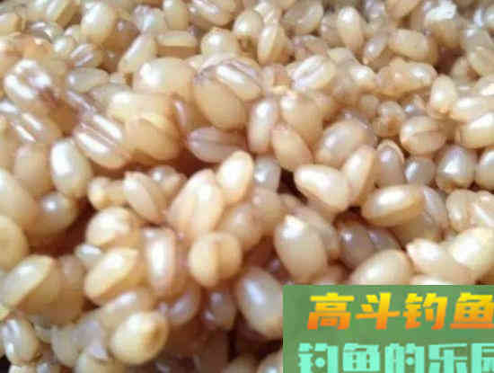 制作方法不同，麦粒诱钓的对象鱼，不仅仅是鲫鱼