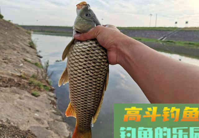 在家自制一款商品饵，秋钓鲤鱼经济又好用