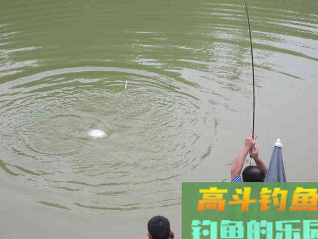 打窝不聚鱼，其实多半还是窝料味型的锅
